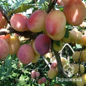 Слива Памяти Тимирязева