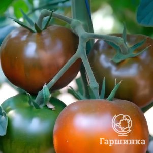 Томат Черный кот F1 ц/п 10 шт, Семена Аэлита