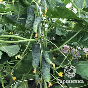 

Огурец Гоша F1 5шт