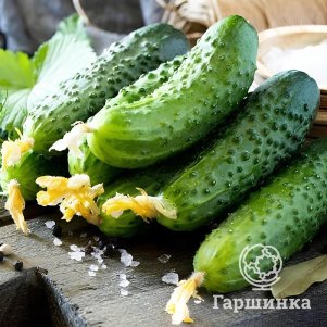 Огурец Шоша F1 5 шт Семена Партнер 288₽