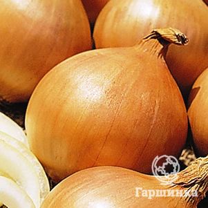 Лук Богатырская сила репчатый (Серия Русский Богатырь) ц/п 0,5 г, Семена Гавриш