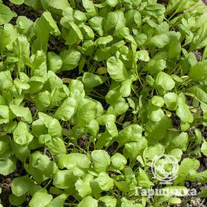 Кресс-салат Витаминчик ранний автор цп 20 г Семена Гавриш 41₽