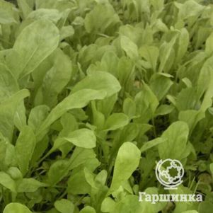 

Руккола (Индау) Римские каникулы 1,0 г б/п, Семена Гавриш