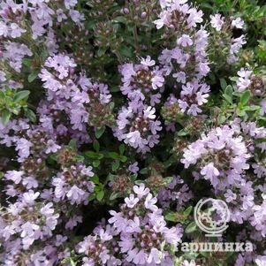 Тимьян (чабрец) Медовый аромат ц/п 0,2  г, Семена Аэлита