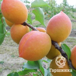 

Абрикос Академик