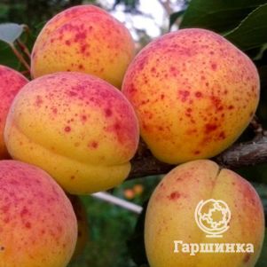 Абрикос Компотный