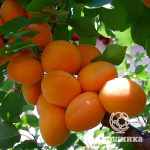 

Абрикос Лель