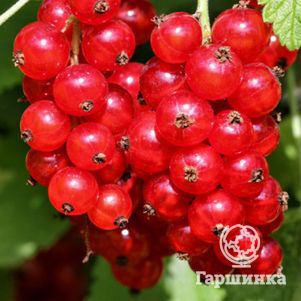 

Смородина Ролан красная (крупная ягода)