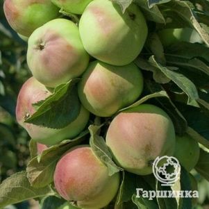 

Яблоня Каскад колоновидная