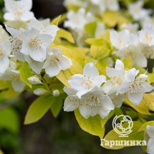 

Чубушник Ауреус