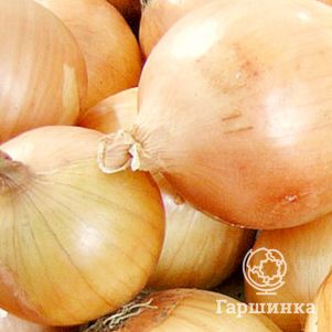 Лук Стригуновский местный репчатый 1 г Семена Аэлита 30₽