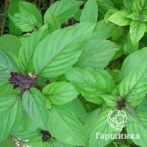 Базилик Гурман анисовый овощной 025 г Семена Поиск 38₽