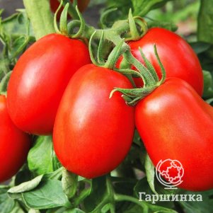 

Томат Непас-13 Сливовидный (непасынкующийся) 0,1 г ц/п, Семена Седек