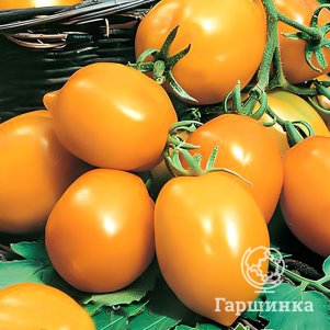 

Томат Непас-5 Оранжевый с носиком (непасынкующийся) 0,1 г ц/п, Семена Седек