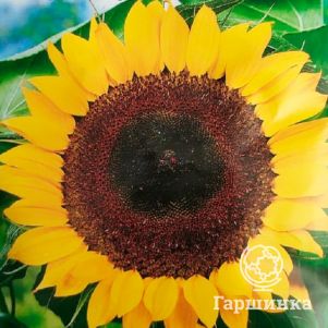 Подсолнечник Печки-лавочки 5 г Семена Аэлита 54₽