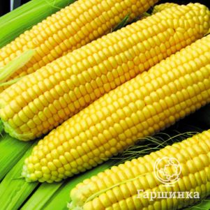 Кукуруза Сластена сахарная 5 г Семена Алтая 45₽