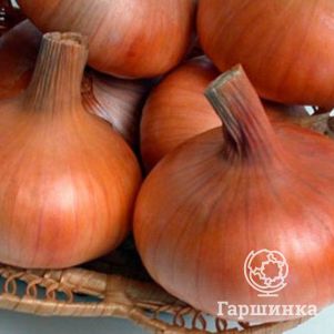 Лук Штутгартер ризен репчатый 1 г Семена Гавриш 20₽