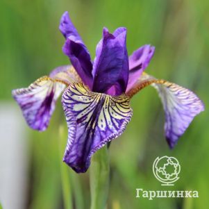 

Ирис сибирский Флайт оф Баттерфлайз