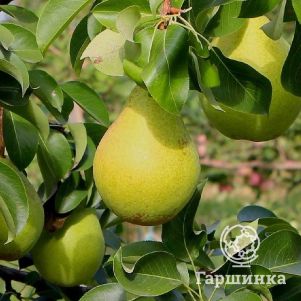 

Груша Добрянка