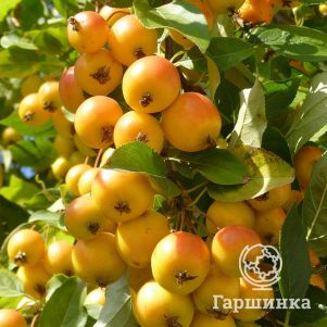 

Яблоня Золотая китайка