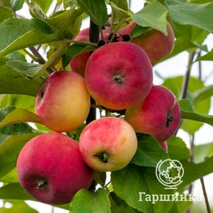 

Яблоня Серебряное копытце