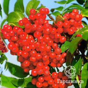 

Рябина Концентра высокоурожайная без горечи