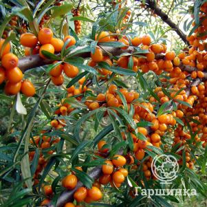 

Облепиха Злата женская