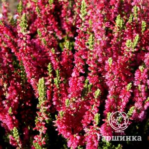 

Вереск Дак Бьюти