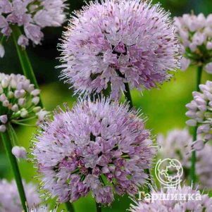 Лук Саммер Бьюти