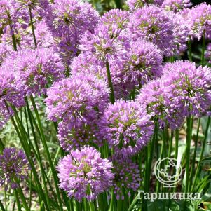 

Лук Милленниум