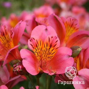 

Альстромерия Кахорс