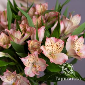 

Альстромерия Флирт