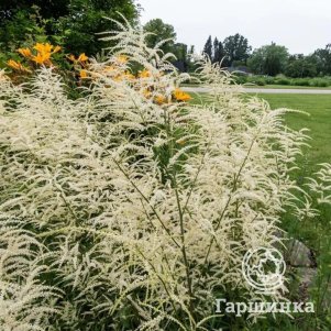 

Волжанка (Арункус) Кнайфи двудомная