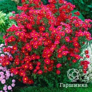 Астра новобельгийская Кримсон Брокад