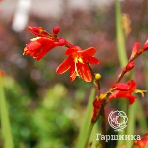 

Крокосмия (монтбреция) Ред Кинг