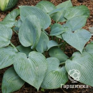 

Хоста Буллет Пруф (M)