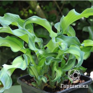 

Хоста Гравити Рокс (S)