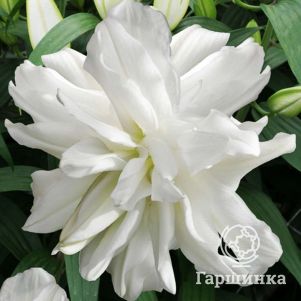 Лилия Лотус Айс восточная махровая