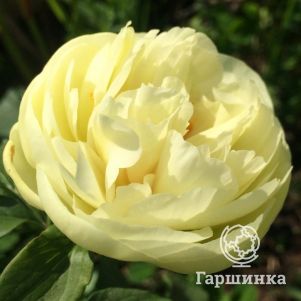 Пион Лемон Шифон