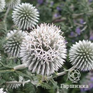 

Мордовник Гмелина Сноу Кинг