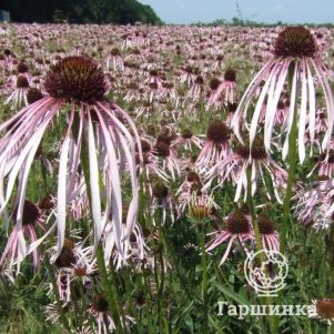 

Эхинацея бледная