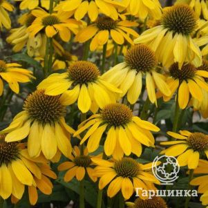 

Эхинацея пурпурная Меллоу Еллоу