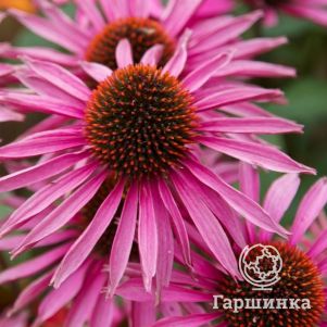 

Эхинацея пурпурная Пика Белла