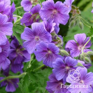 

Герань садовая Кашмир Пурпл