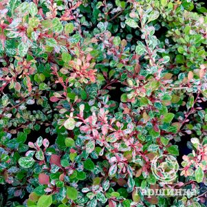 

Живая изгородь: Барбарис Наташа 10шт