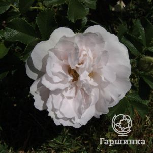 

Живая изгородь: Роза Уайт Роадранер 10шт