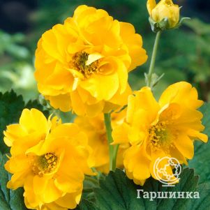 

Гравилат Леди Стратеден