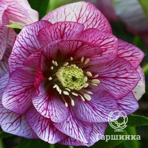 

Морозник Ред Промис