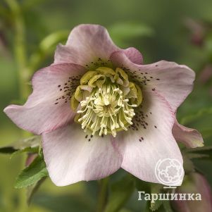 

Морозник Претти Эллен Пинк