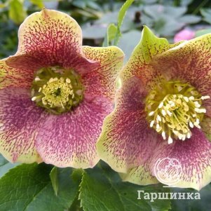 

Морозник Претти Эллен Споттид